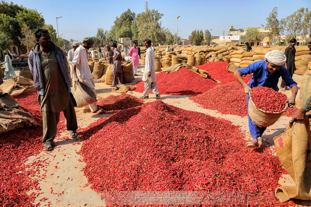 Red Chilli Market,Kunri-Sindh