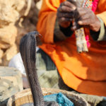 the snake charmer is trying to charm his snake at mail,thatta
